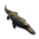 Crocodile Carcass's icon