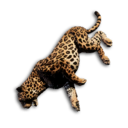 Jaguar Carcass's icon