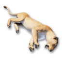 Cougar Carcass's icon