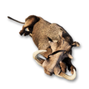 Wild Boar Carcass's icon