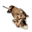 Wild Boar Carcass's icon