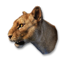 Cougar Vestige's icon
