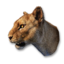 Cougar Vestige's icon
