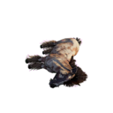 Juvenile Terrenus Carcass's icon