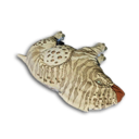 Dribbo Carcass's icon