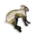 Pygmy Lop Carcass's icon