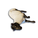 Sheep Carcass's icon