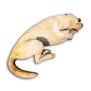 Labrador Carcass's icon