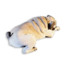 Pug Carcass's icon