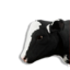 Calf Vestige's icon