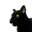 Black Cat Vestige's icon
