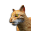 Orange Tabby Cat Vestige's icon