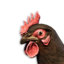 Black Chicken Vestige's icon