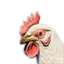 White Chicken Vestige's icon
