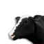Cow Vestige's icon