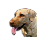 Golden Labrador Vestige's icon