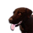 Chocolate Labrador Vestige's icon