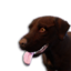 Chocolate Labrador Vestige's icon
