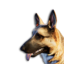 German Shepherd Vestige's icon