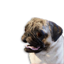 Pug Vestige's icon
