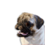 Pug Vestige's icon
