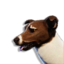 Brown Laika Vestige's icon