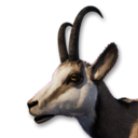 Chamois Vestige's icon