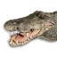 Crocodile Vestige's icon