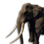 Elephant Vestige's icon
