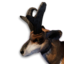 Pronghorn Vestige's icon