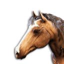 Brown Horse Vestige's icon