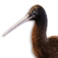 Kiwi Vestige's icon