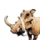 Wild Boar Vestige's icon