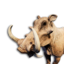 Wild Boar Vestige's icon