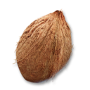 Mature Coconut's icon