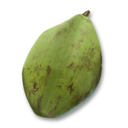 Young Coconut's icon