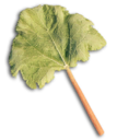 Rhubarb's icon
