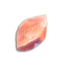Saltwater Fish Fillet's icon