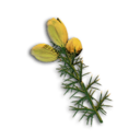 Gorse Flower's icon