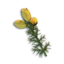 Gorse Flower's icon