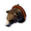 Bear Trophy's icon