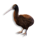 Cryogenically Frozen Kiwi's icon