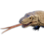 Komodo Vestige's icon