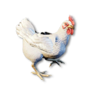 Cryogenically Frozen Chicken's icon