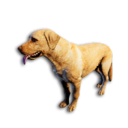 Cryogenically Frozen Golden Labrador's icon