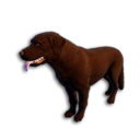 Cryogenically Frozen Chocolate Labrador's icon