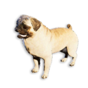 Cryogenically Frozen Pug's icon