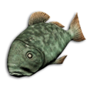 Emerald Snapper's icon