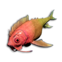 Coral Darter's icon