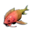 Coral Darter's icon